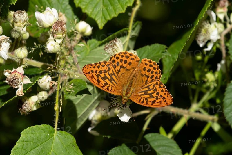 Silver-washed fritillary butterfly (Argynnis paphia) adult insect feeding on bramble flowers in summer, England, United Kingdom