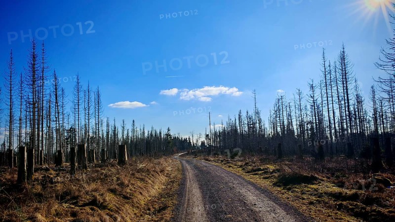 A lonely gravel road leads through bare trees, under a clear, blue winter sky, forest area with spruces (picea) destroyed by the bark beetle (scolytinae) under a blue sky, Rennsteig, Thuringian Forest nature park Park