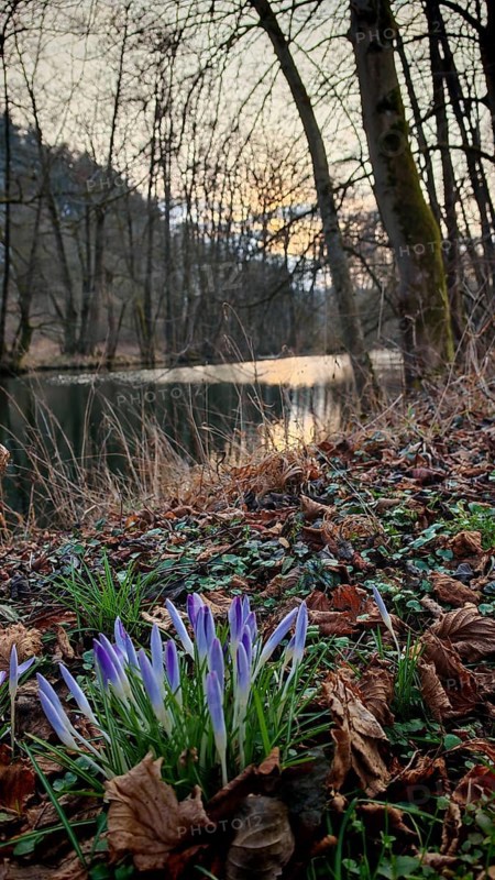 Crocus flowers (crocus) on the bank of a quiet pond, surrounded by foliage and bare trees, Franconian Forest nature park Park