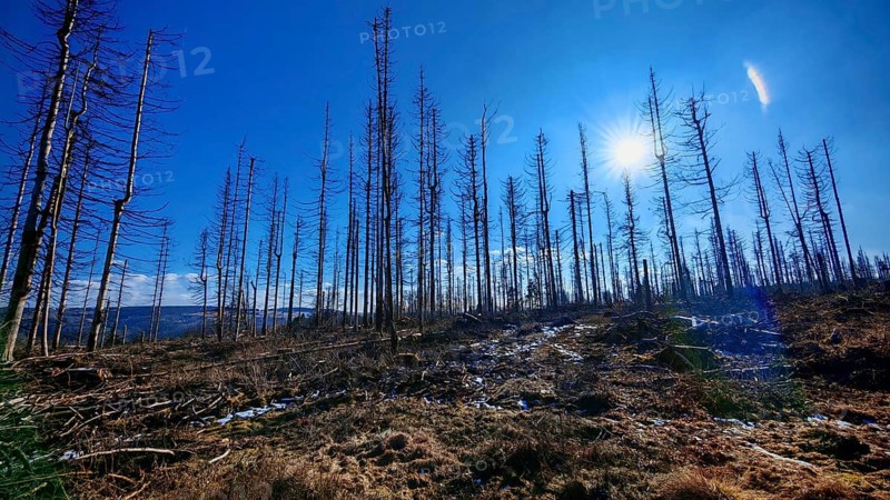 Sunlight shining through a wintry forest with bare trees, deep blue sky, forest area with spruces (picea) destroyed by the bark beetle (scolytinae) under a blue sky, Rennsteig, Thuringian Forest nature park Park
