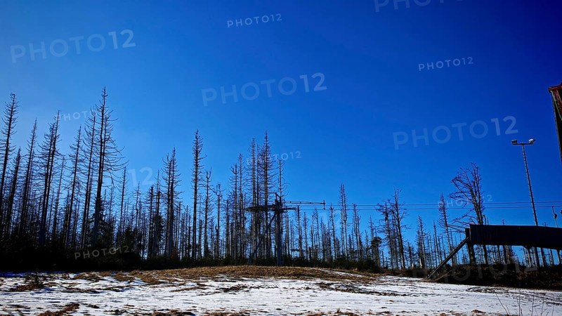 Bare trees in front of a bright blue sky and a cable car tower in a winter scene, forest area with spruces (picea) destroyed by the bark beetle (scolytinae) under a blue sky, Rennsteig, Thuringian Forest nature park Park