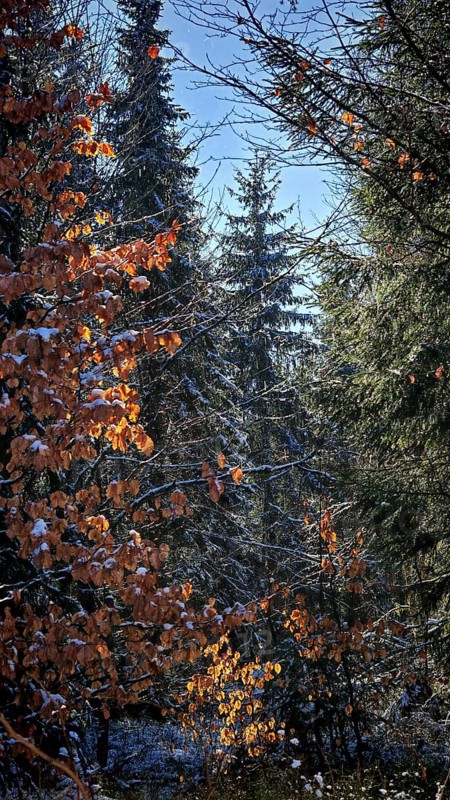 Autumn forest with sunlight illuminating orange and green leaves, Rennsteig, Thuringian Forest nature park Park