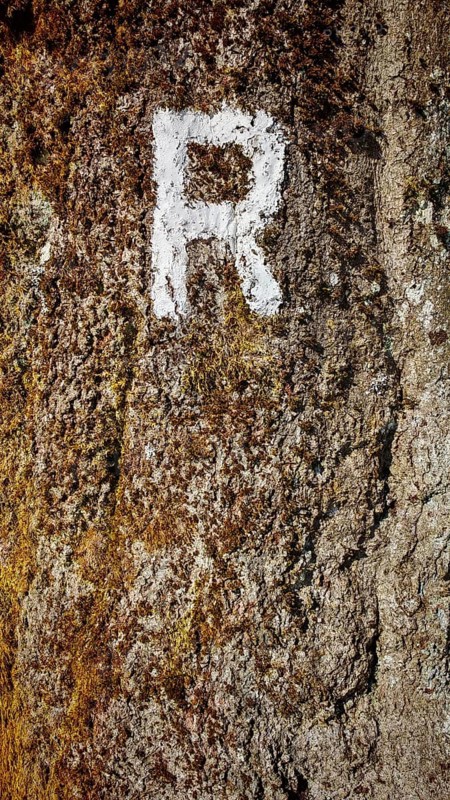 Close-up of a tree trunk with a white painted letter R as a signpost and moss, Rennsteig, Thuringian Forest nature park Park