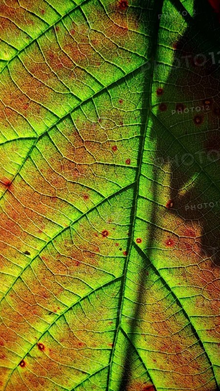 Close-up of a leaf with clear veins in green light, Frankenwald nature park Park
