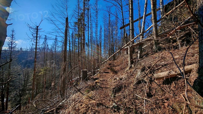 Forest path with bare trees under a blue sky, forest area with spruce trees (picea) destroyed by the bark beetle (scolytinae) under a blue sky, Rennsteig, Thuringian Forest nature park Park
