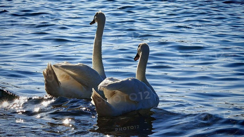 Two swans (cygnus) swimming elegantly on a lake with a sparkling water surface, Izola, Slovenia