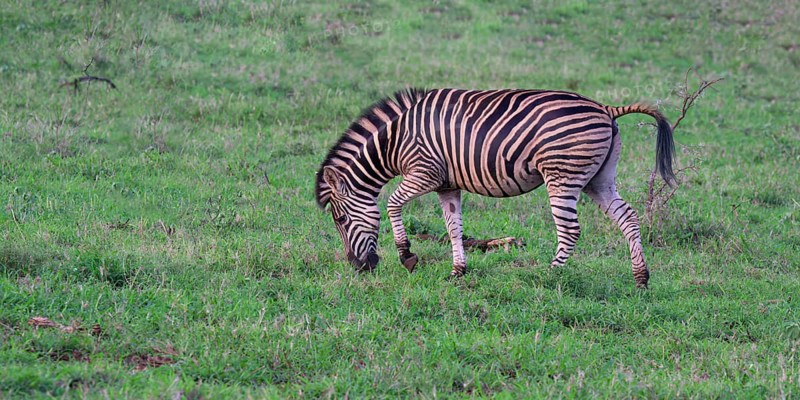 Burchell's zebra (Equus burchellii), KwaZulu Natal province, South Africa