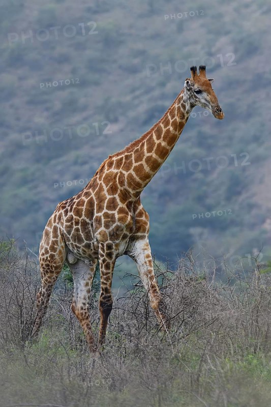 South African giraffe or Cape giraffe (Giraffa giraffa giraffa or Giraffa camelopardalis giraffa), KwaZulu Natal province, South Africa