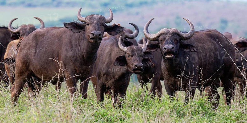 Group of African buffalos (Syncerus caffer) in the savannah, KwaZulu Natal province, South Africa