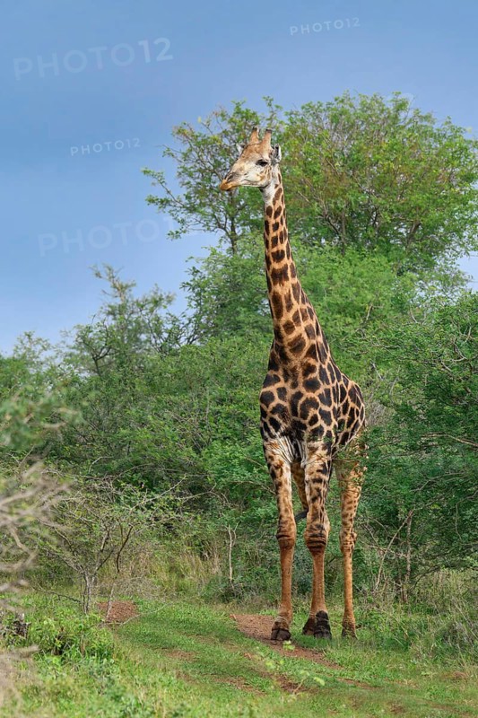 Thornicroft's giraffe (Giraffa camelopardalis thornicrofti), KwaZulu Natal province, South Africa