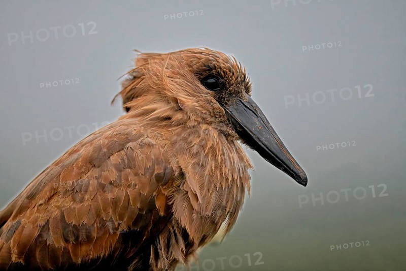 Hamerkop (Scopus umbretta) portrait, KwaZulu Natal province, South Africa
