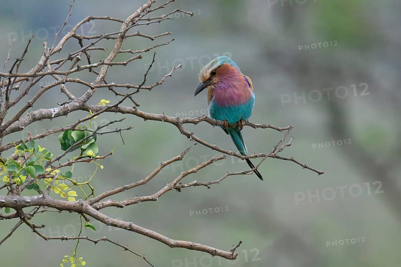 Lilac-breasted Roller (Coracias caudatus), KwaZulu Natal province, South Africa