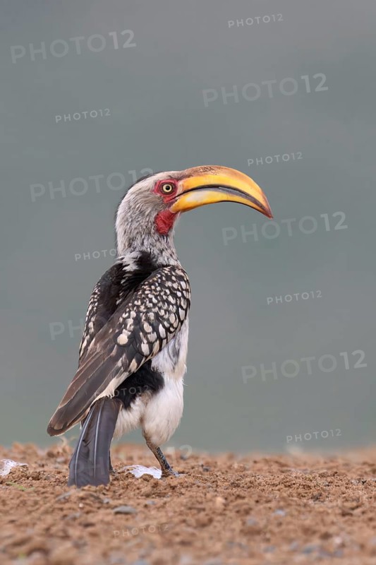 Yellow-billed Hornbill (Tockus flavirostris), KwaZulu Natal province, South Africa