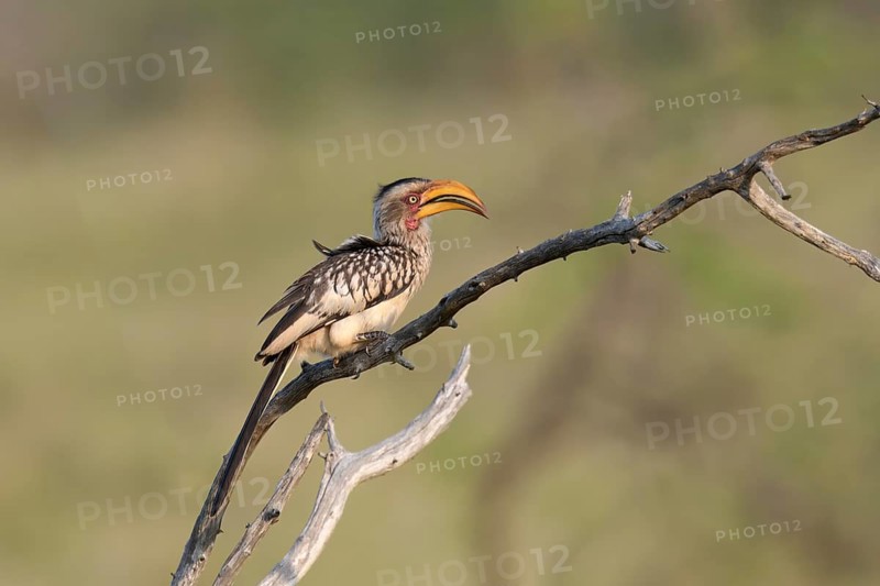 Yellow-billed Hornbill (Tockus flavirostris), KwaZulu Natal province, South Africa