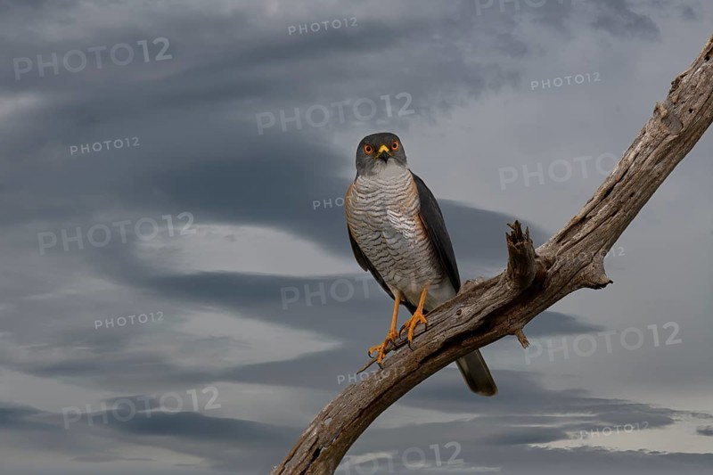 Little Sparrowhawk (Tachyspiza minulla), KwaZulu Natal province, South Africa