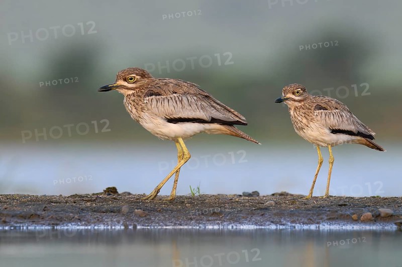 Water thick-knee (Burhinus vermiculatus) KwaZulu Natal province, South Africa