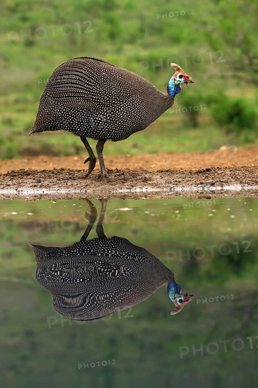Helmeted Guineafowl (Numida meleagris) reflecting in water, KwaZulu Natal province, South Africa