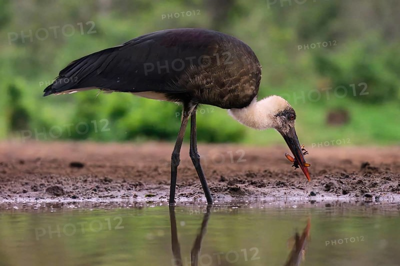 African woolly-necked stork (Ciconia microscelis), KwaZulu Natal province, South Africa