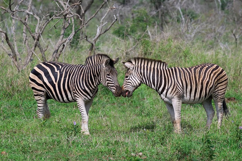 Two Burchell's zebras (Equus burchellii), KwaZulu Natal province, South Africa