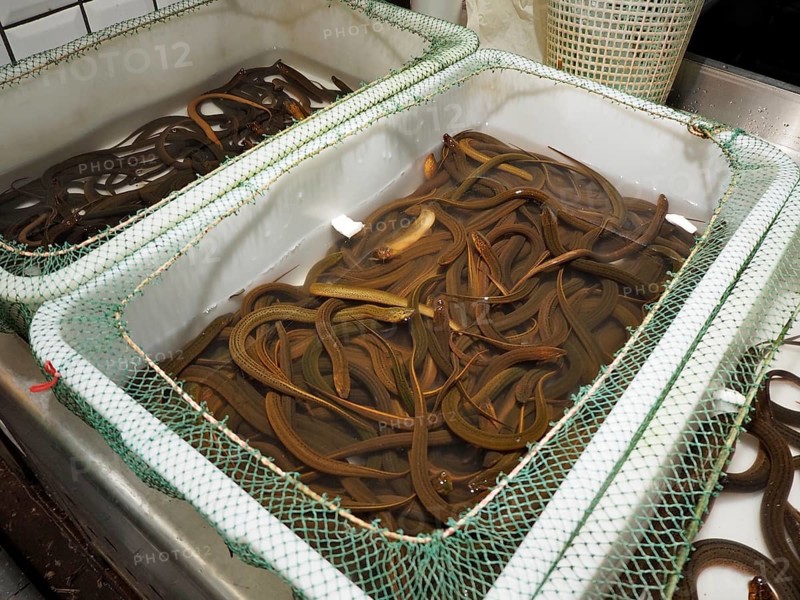 Containers with live eels in water displayed at a market, Wet Market, French Concession, Shanghai, China