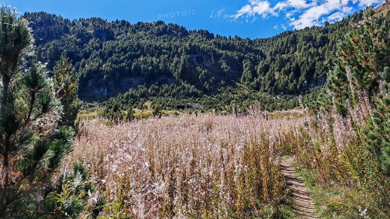 A trail snakes through a meadow in a picturesque mountain landscape under blue skies, Montenegro