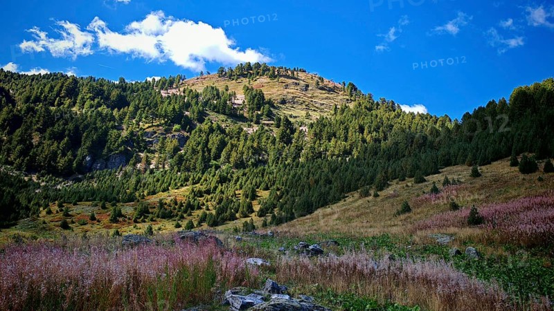 Green mountain landscape with rolling hills under a blue sky with white clouds, Montenegro