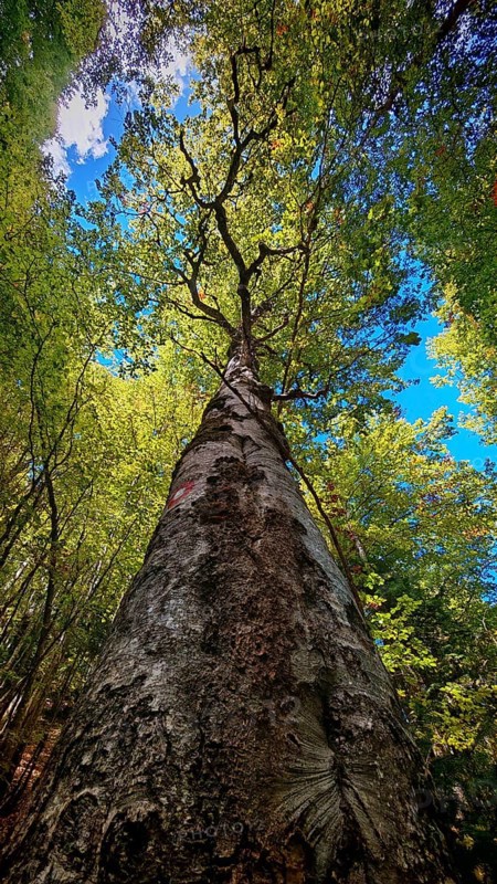 Frog perspective, Majestic tree, birch (betula) rising against the blue sky, surrounded by dense forest, Montenegro