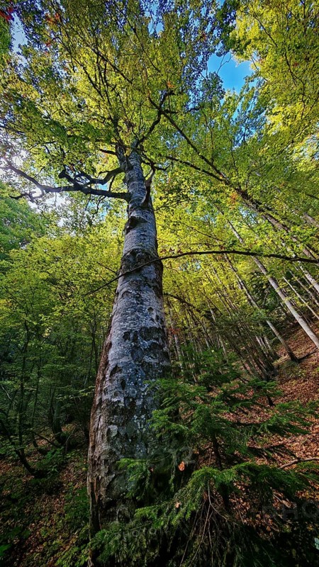 Tall tree birch (betula) in the forest, densely overgrown with foliage under a bright sky, Montenegro