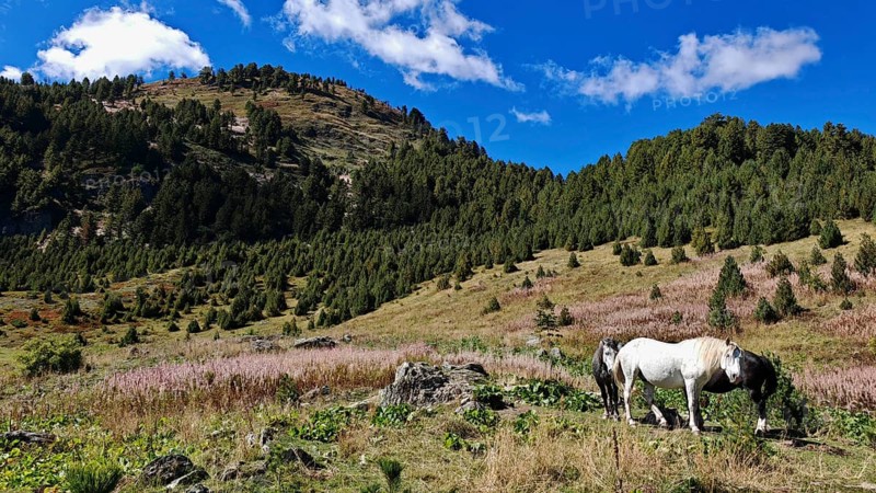 Horse (equus) grazing in a meadow in the shadow of the mountains under a clear blue sky, Montenegro