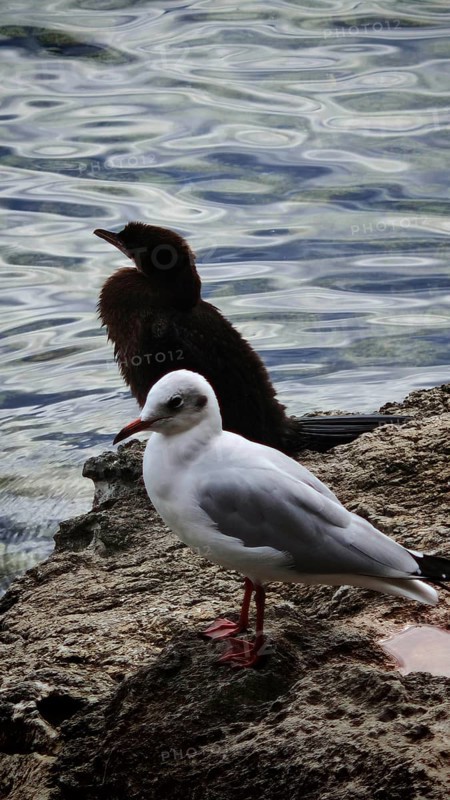 Seagull (Larinae) and cormorant (Phalacrocoracidae) on rocks by the water, quiet atmosphere, Montenegro
