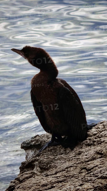 Cormorant (Phalacrocoracidae) sitting on rocks by the water, contemplative atmosphere, Montenegro