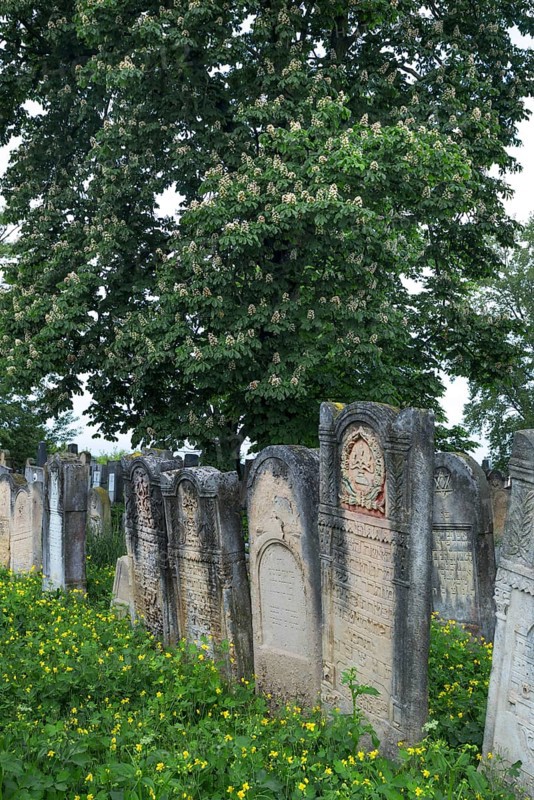 Gravestones, horse chestnut (Aesculus hippocastanum) in bloom behind, Jewish cemetery, Czernowicz, Bukovina, Ukraine