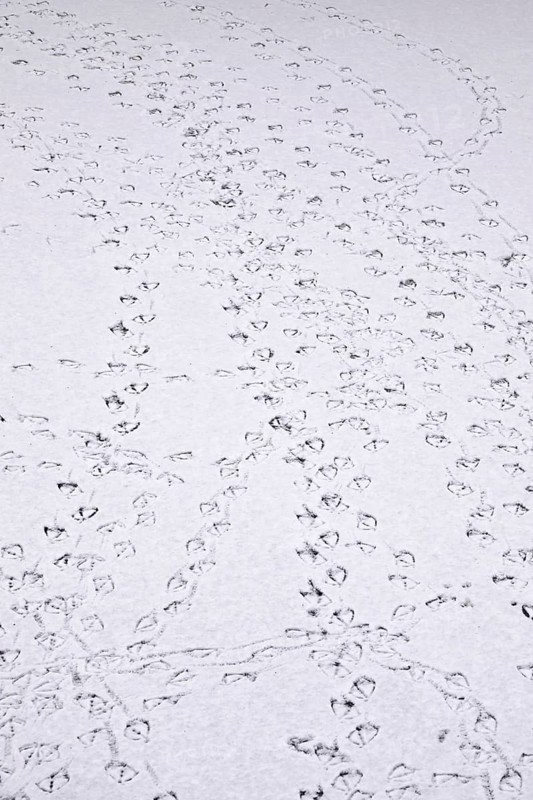 Traces of ducks in snow, winter, Germany