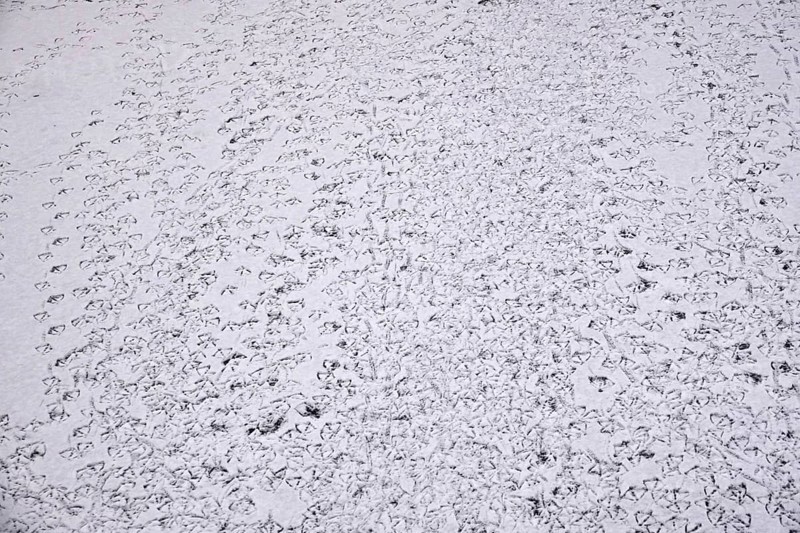 Traces of ducks in snow, winter, Germany