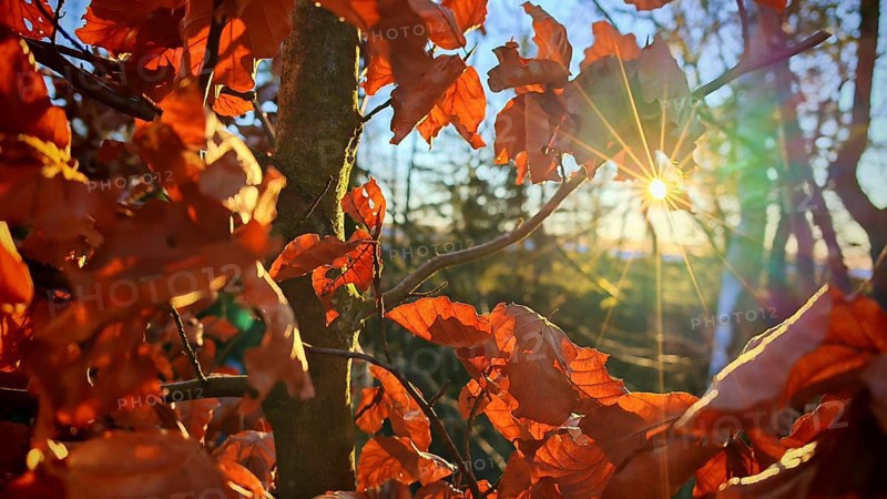 Autumn leaves glow orange against the sun, Rennsteig, Thuringian Forest