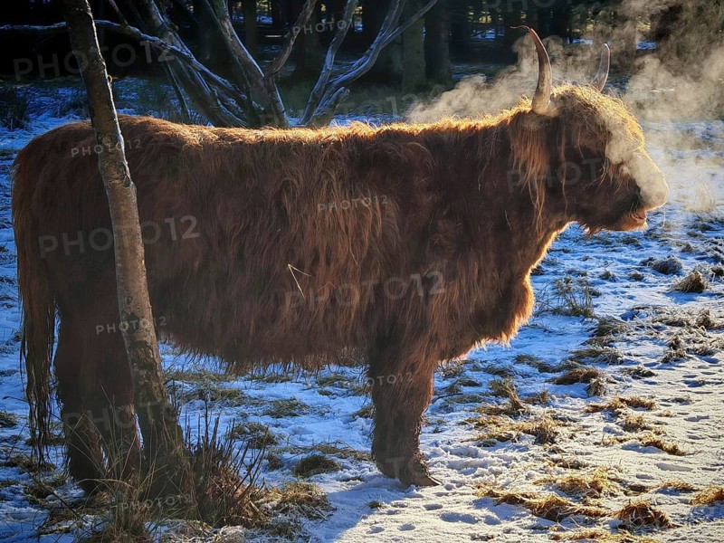 Highland cattle (bos taurus taurus) standing in the snow and exhaling steam while breathing in the sun, Rennsteig, Franconian Forest nature park Park