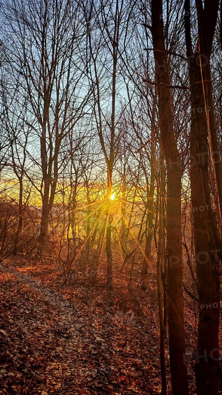 The setting sun flashes through the bare trees of a forest, Franconian Forest nature park Park