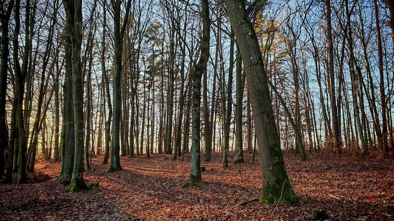 Autumn forest scene with soft morning light and leaves on the ground, Franconian Forest nature park Park