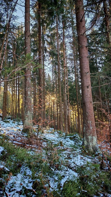 View through a dense forest with tall trees, contrasts of light and shadow on the snow, Franconian Forest nature park Park