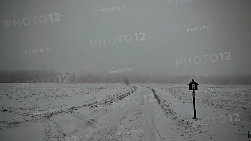 Snowy dirt road in fog with a bare tree and a Rennsteig signpost, Rennsteig, Thuringian Forest nature park Park