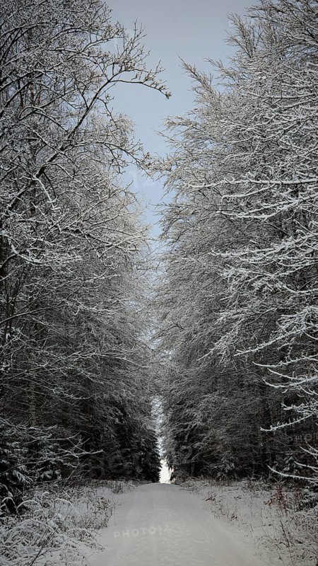 Snowy forest trail surrounded by snow-covered trees, Rennsteig, Frankenwald nature park Park