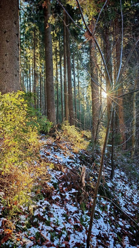 Sunbeams flood a snow-covered forest with tall trees. Quiet and peaceful atmosphere, Franconian Forest nature park Park