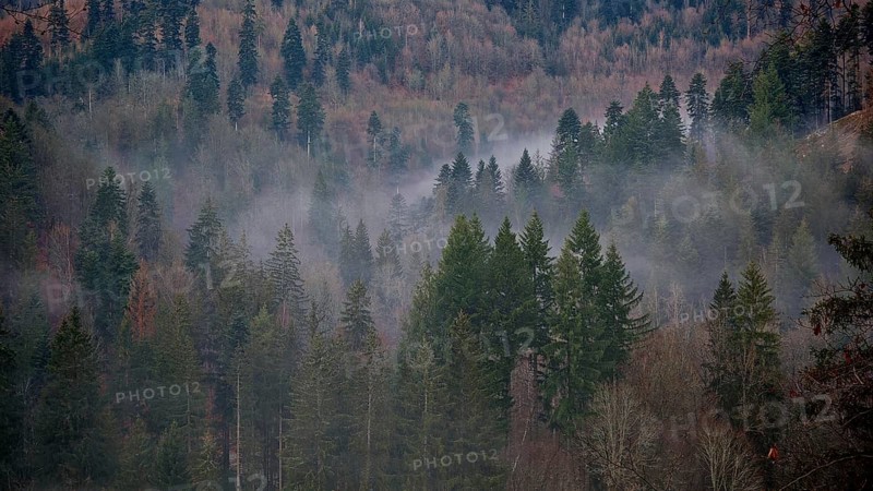A thick forest covered with fog and mighty conifers with clouds of fog, Frankenwald nature park Park
