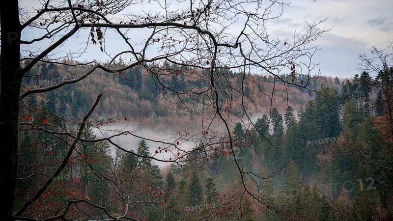 Bare branches of a forest in autumn with fog hanging between the trees, Frankenwald nature park Park
