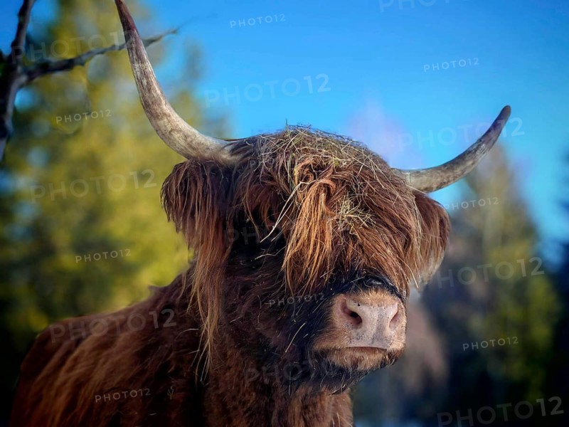 Portrait of a Highland cattle (bos taurus taurus) with horns and brown fur in front of a blue sky, forest in the background, Rennsteig, Franconian Forest nature park Park