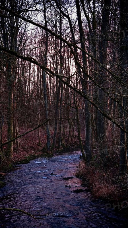 A stream flows through a wintry forest at dusk, surrounded by bare trees, Frankenwald nature park Park
