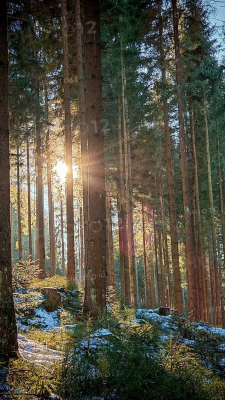 Sunbeams break through tall, densely standing trees in the snow-covered forest. Quiet, idyllic atmosphere, Franconian Forest nature park Park, Upper Franconia