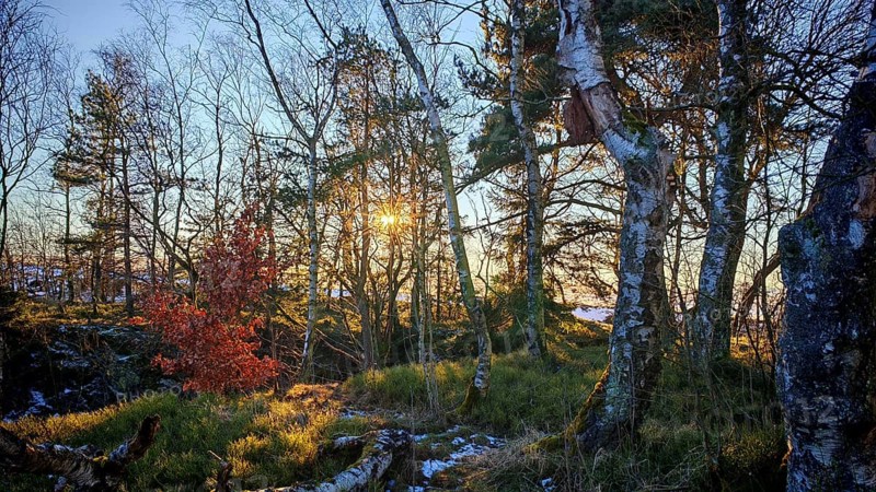 Forest with sunbeams between the birch trees (betula) and bright autumn colours in the sunset, Rennsteig, Thuringian Forest