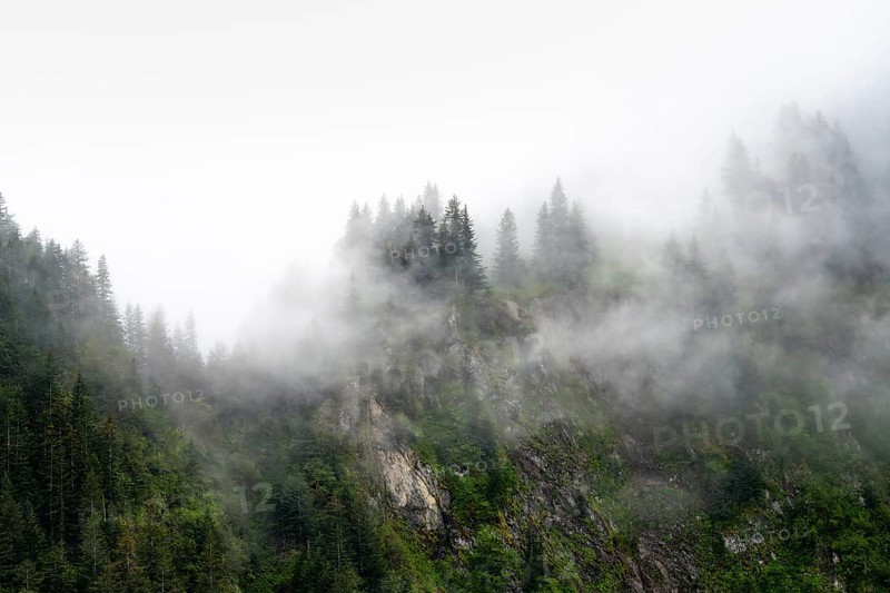Dense forest on mountain slopes, mystical fog sweeping through the forest, Kenai Fjords National Park, Kenai Peninsula, Alaska, USA