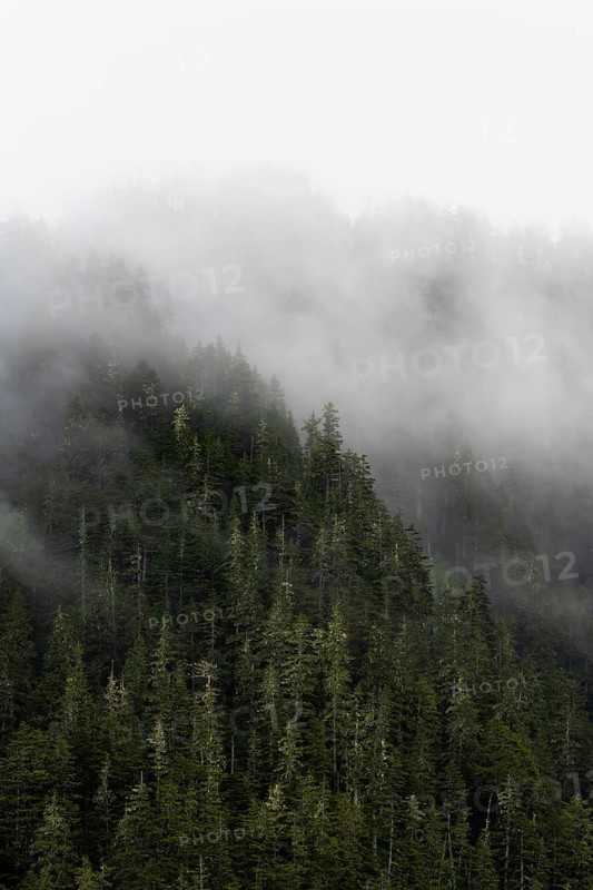 Dense forest on mountain slopes, mystical fog sweeping through the forest, Kenai Fjords National Park, Kenai Peninsula, Alaska, USA